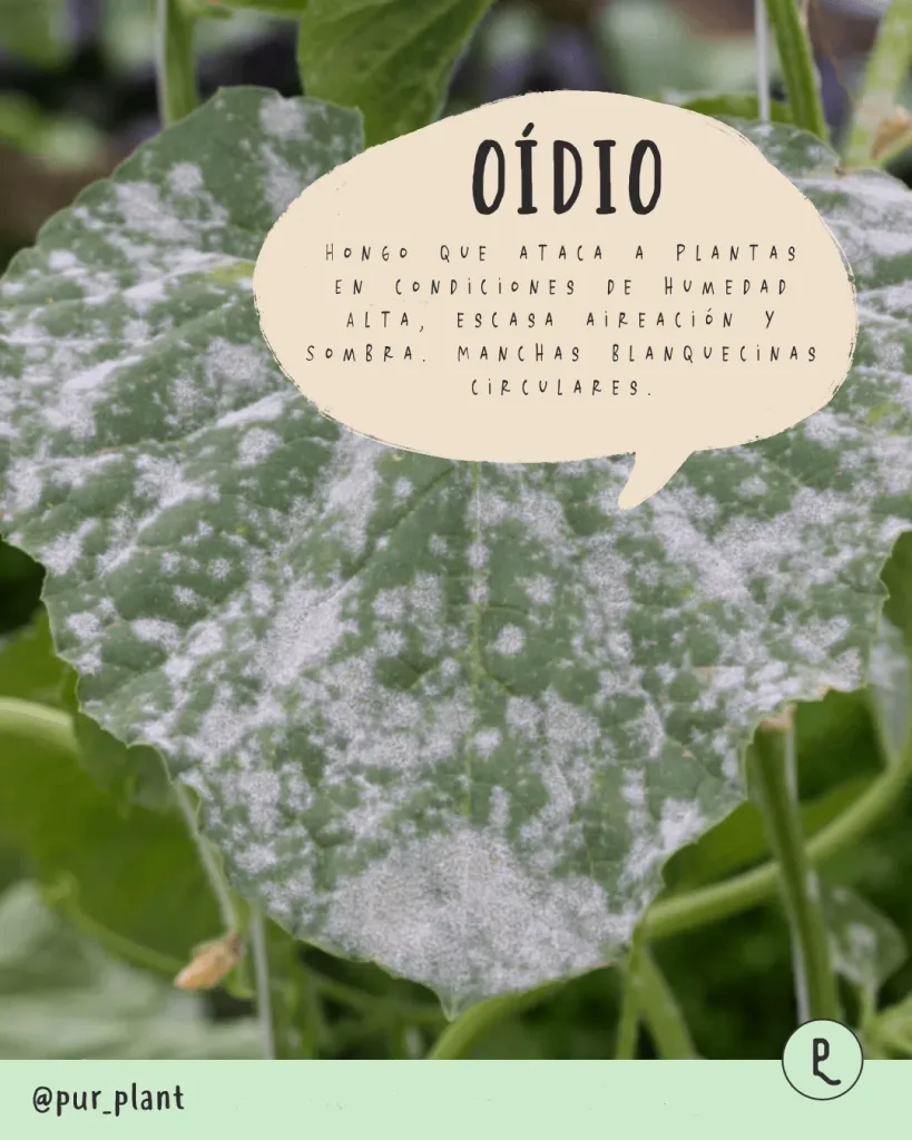 oidio hongo plantas