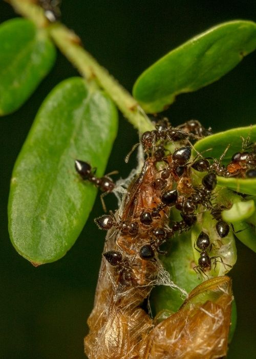 insecticida para hormigas