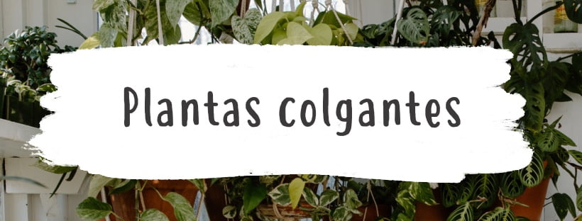 Plantas de interior colgantes para decorar | Pur Plant