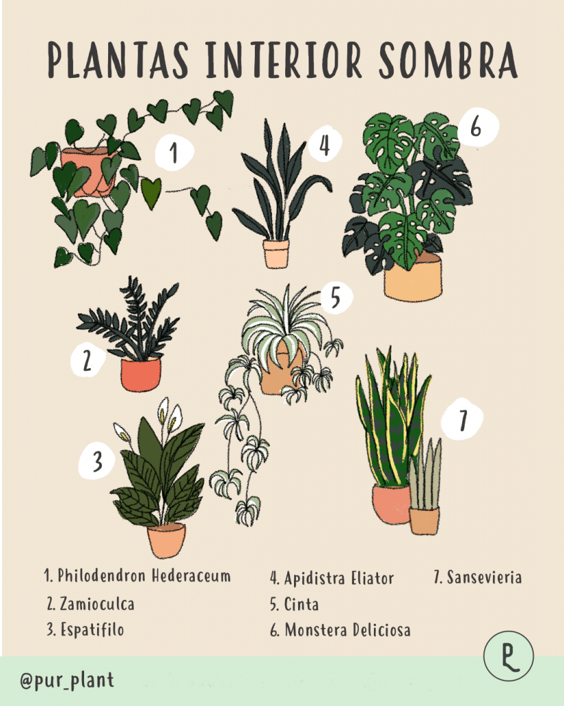 Plantas de interior que necesitan poca luz | Plantas de sombra | Pur Plant