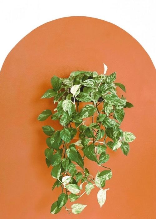 pothos-marble-queen-planta-interior-colgante