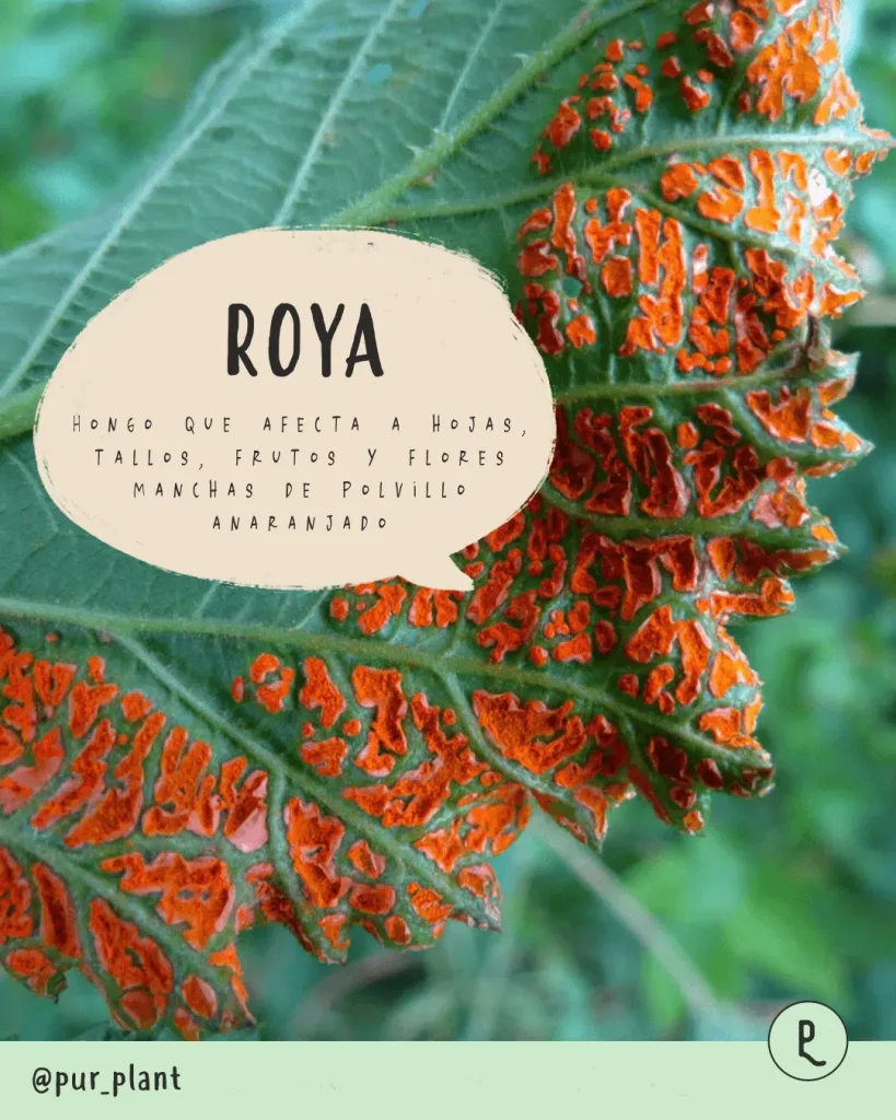 roya hongo planta