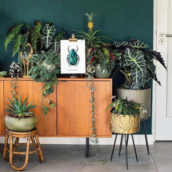 Decoración de casa con plantas: el nuevo hobby Pur Plant
