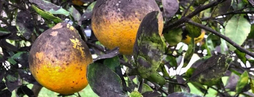 Cómo eliminar la fumagina de cítricos