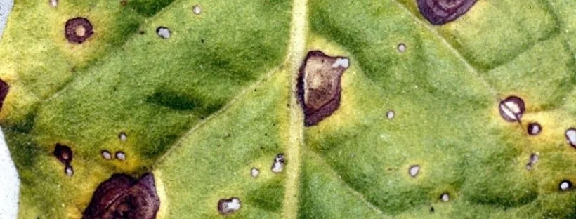 Cómo eliminar la antracnosis de las plantas