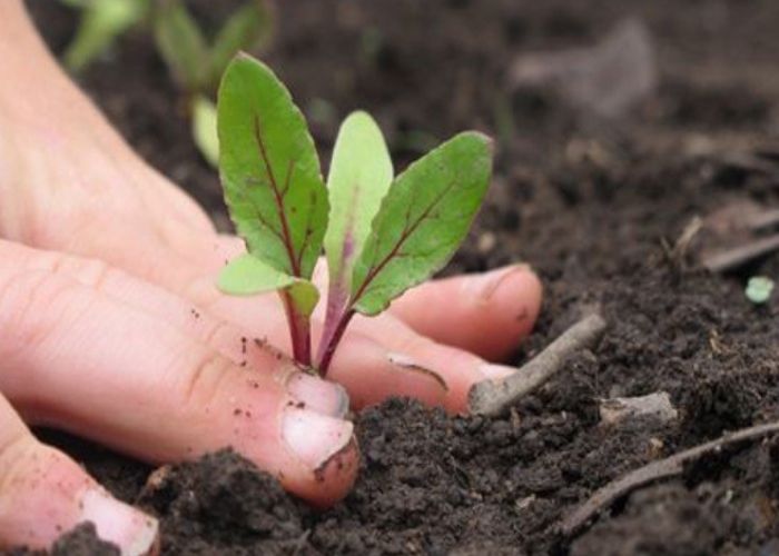 Tratamiento ecológico para la fumagina