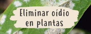 eliminar-oidio-plantas