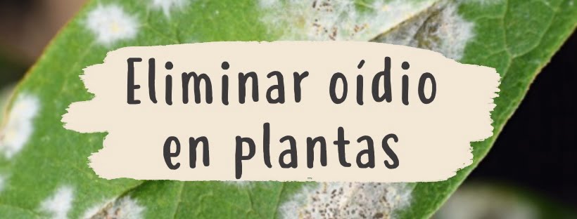 eliminar-oidio-plantas