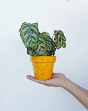 macetas-clasic-amarillo-planta-11cm
