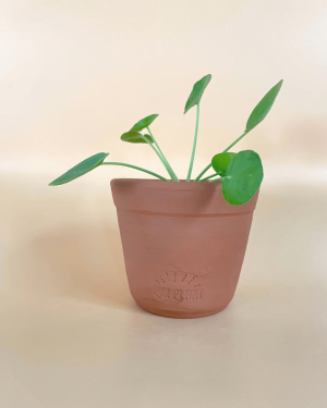 minimaceta-pilea-purplant