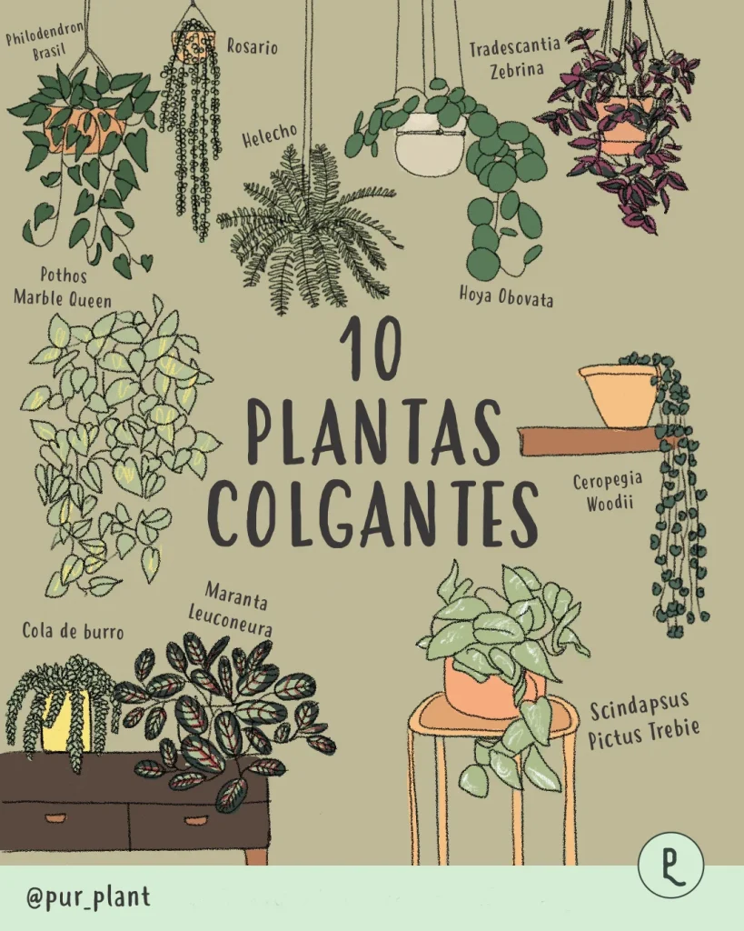 Ídolo Pesimista Equipo Plantas de interior colgantes para decorar | Pur Plant