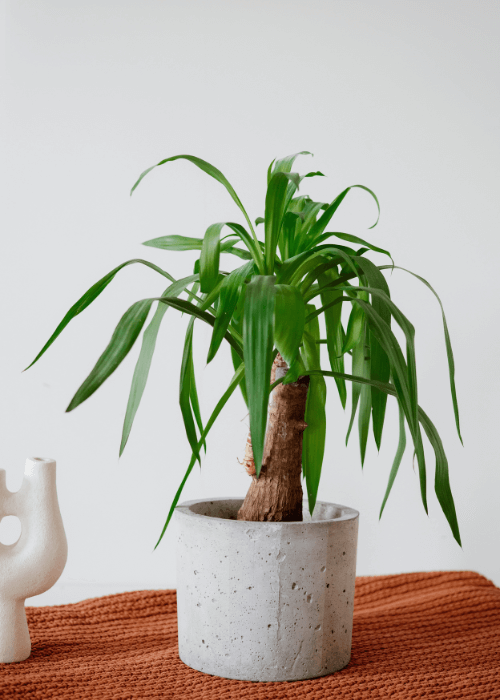 maceta-hormigon-planta-interior