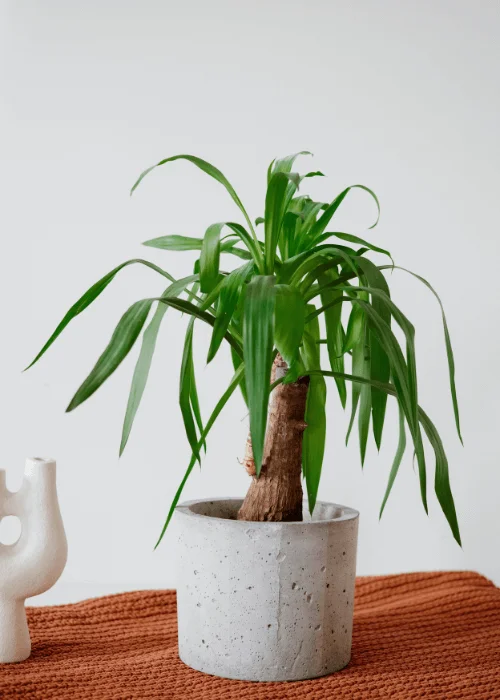 Ideas para decorar con macetas para plantas de interior - Pur Plant