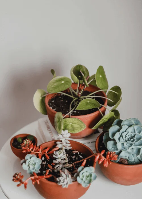 macetas-terracota-cactus-suculentas