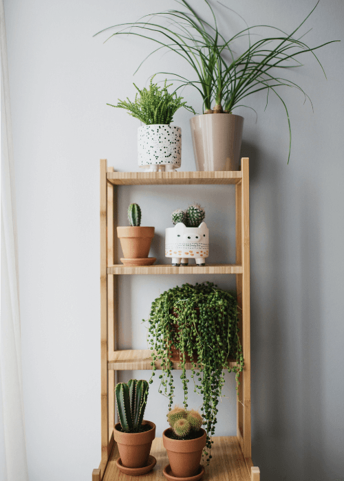 macetas-plantas-interior-estanteria