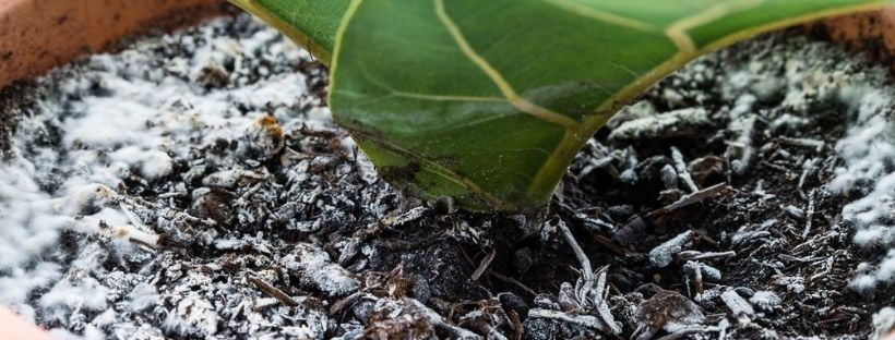 Hongos en el pellet de mi planta – ¿Cómo solucionarlo?