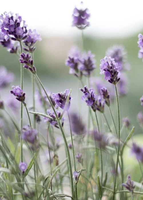 lavanda-planta-medicinal