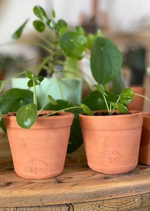 Maceteros de fibras naturales para tus plantas de interior