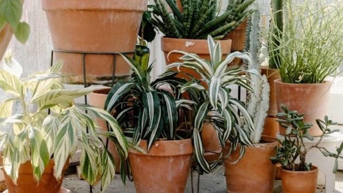 Cuáles son las mejores macetas plantas? - Pur Plant
