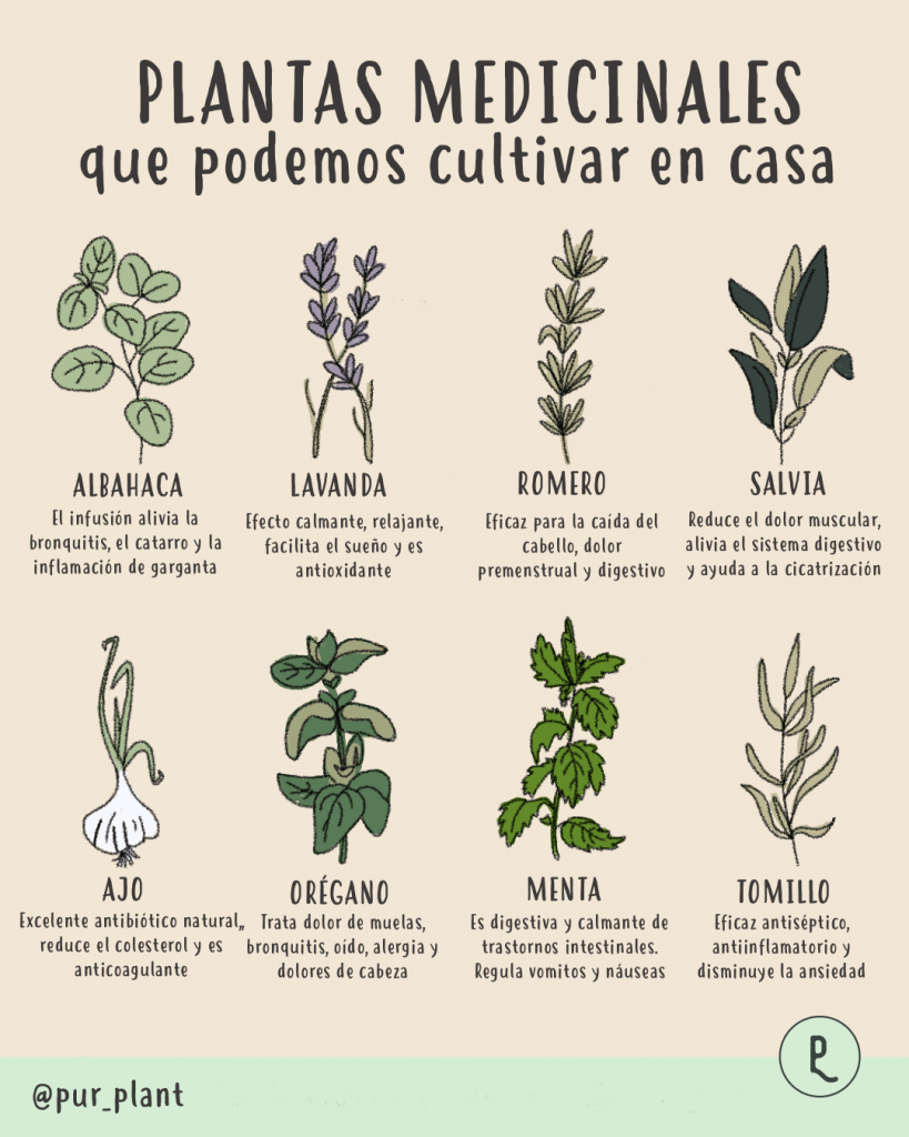 capturar hipótesis desempleo 8 plantas medicinales que podemos cultivar en casa - Pur Plant