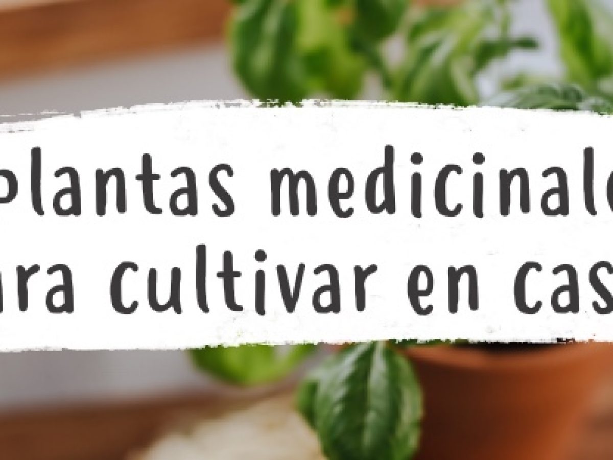 Descongelar, descongelar, descongelar heladas Recuento Más que nada 8 plantas medicinales que podemos cultivar en casa - Pur Plant Descongelar, descongelar, descongelar heladas Recuento Más que nada 8 plantas medicinales que podemos cultivar en casa - Pur Plant