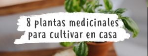 plantas-medicinales-facil-cultivo