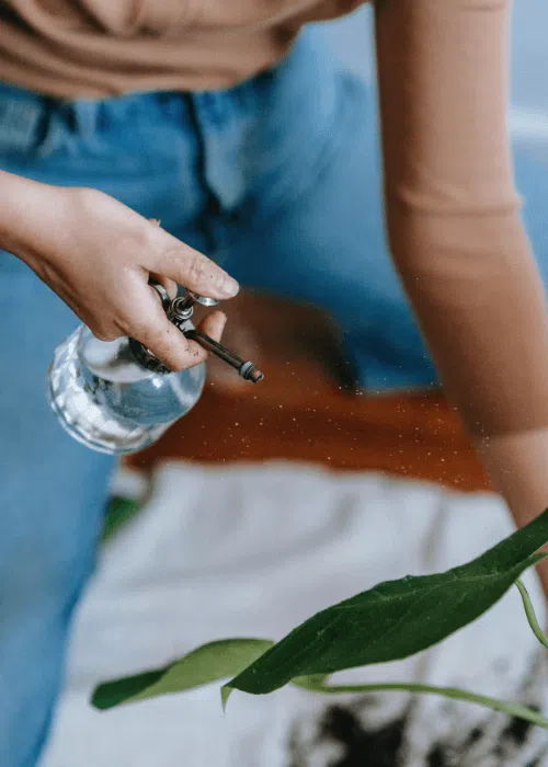 pulverizar-plantas-con-agua