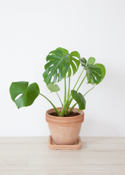 monstera-deliciosa