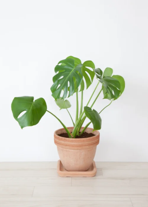 monstera-deliciosa