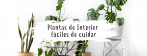 plantas-tropicalesdeinteriorfacilesdecuidar