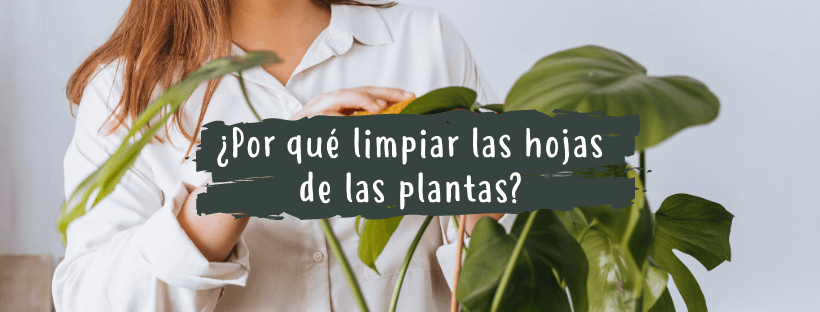 Por qué limpiar las hojas de las planta