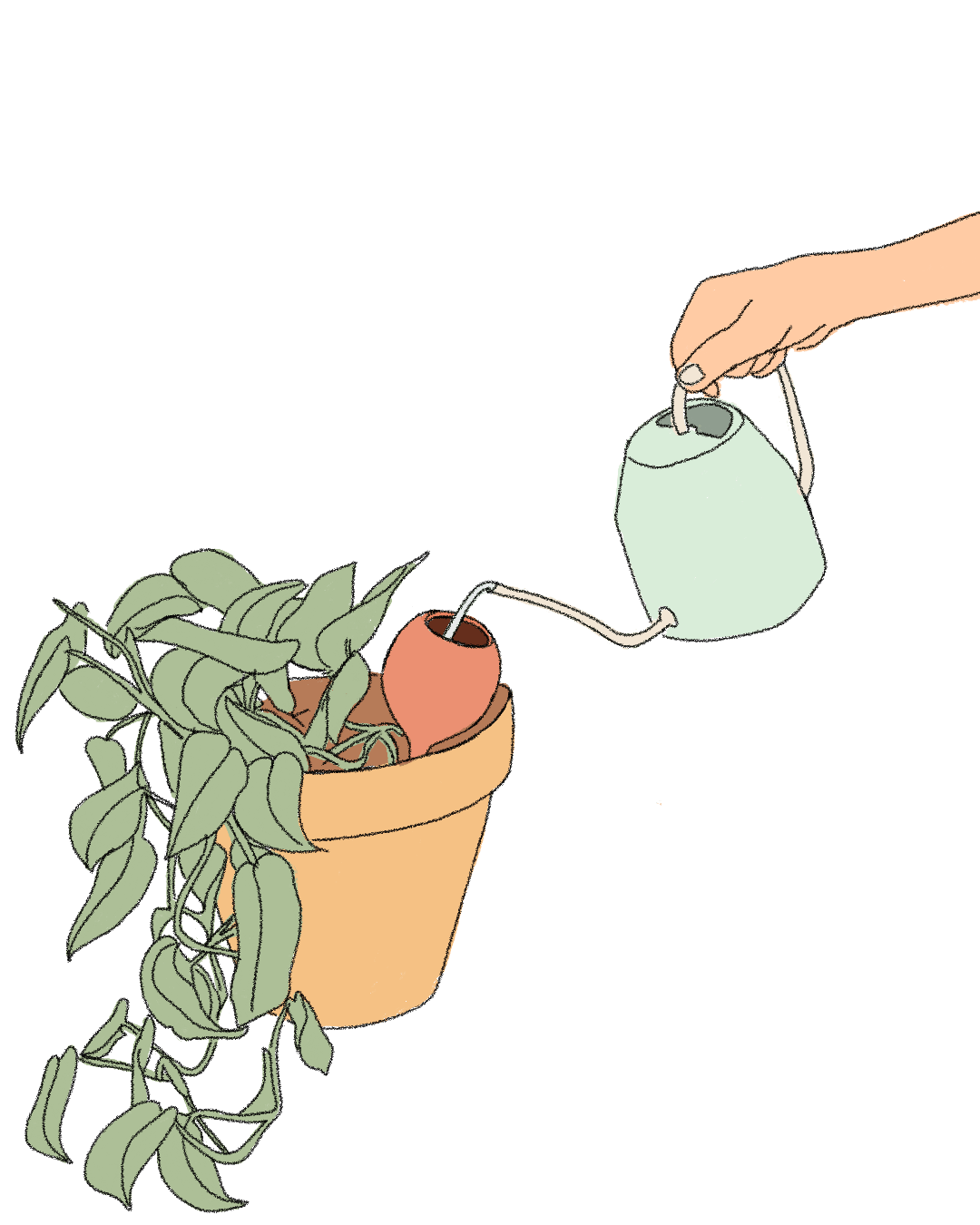olla-plantar-riego-pasodos