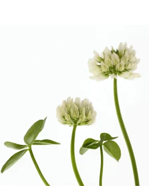 flor trebol blanco