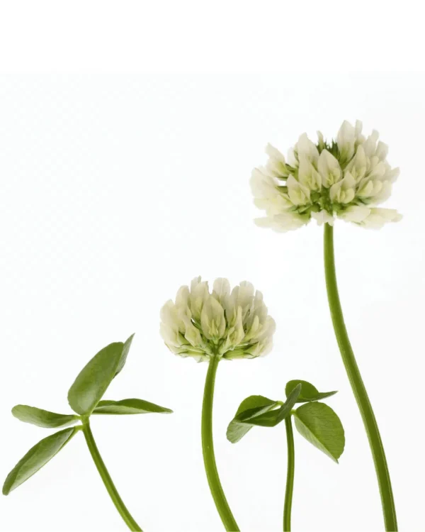 Semillas Reproducibles Sin Químicos 1000 Semillas De Trébol Blanco - Melíferas Para Césped O Jardín Ecológico Semillas Trébol Blanco Melífero