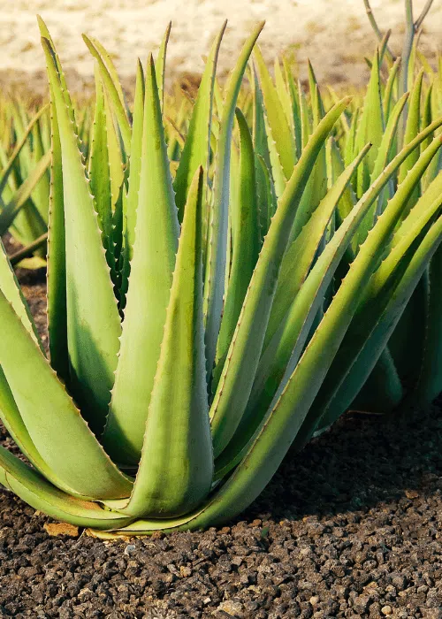 aloe-vera-planta-exterior-facildecuidar