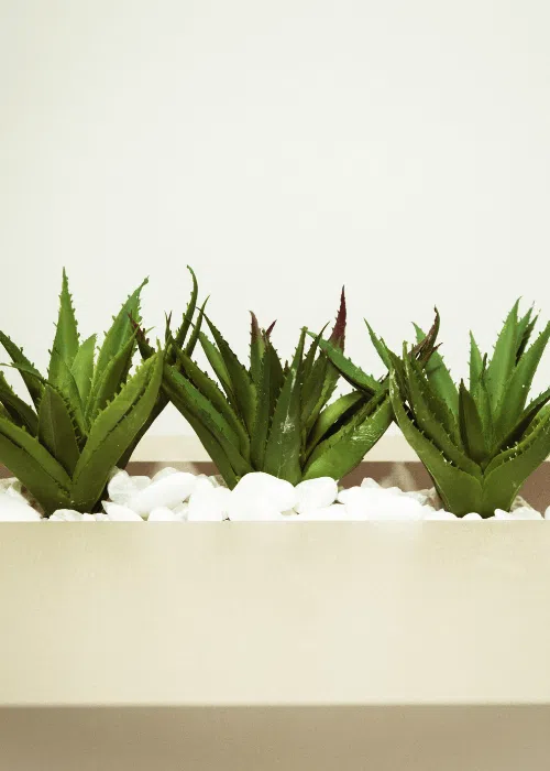 aloeveraplantafacilcuidados