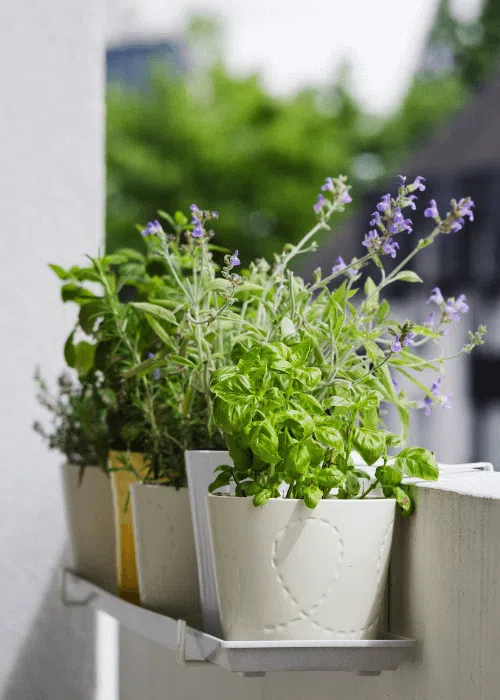 aromaticas-plantas-balcon-resistentes
