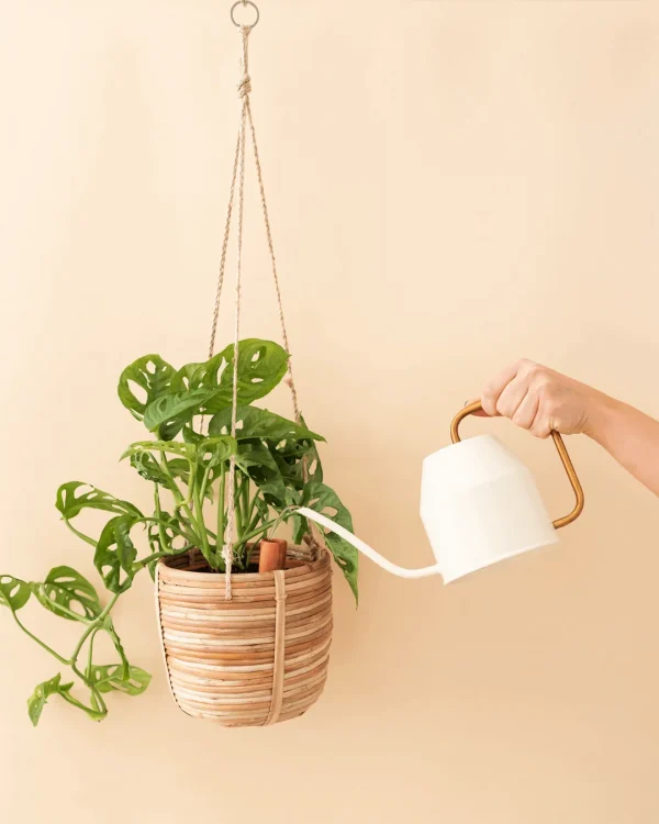 autorriego-plantas-colgantes-regadera