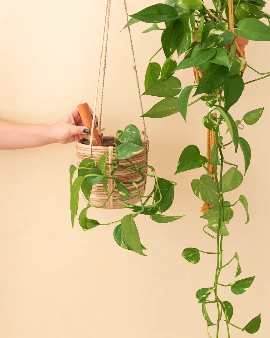 autorriego-plantas-colgantesmano-maceta autorriego-plantas-colgantesmano-maceta
