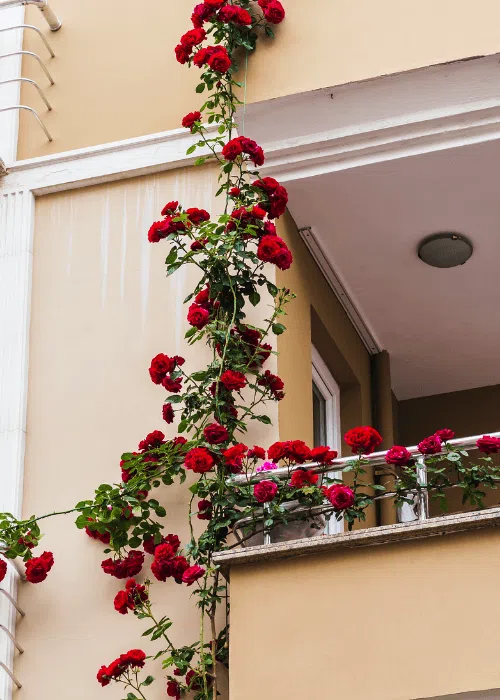 balcon-rosal-resistente
