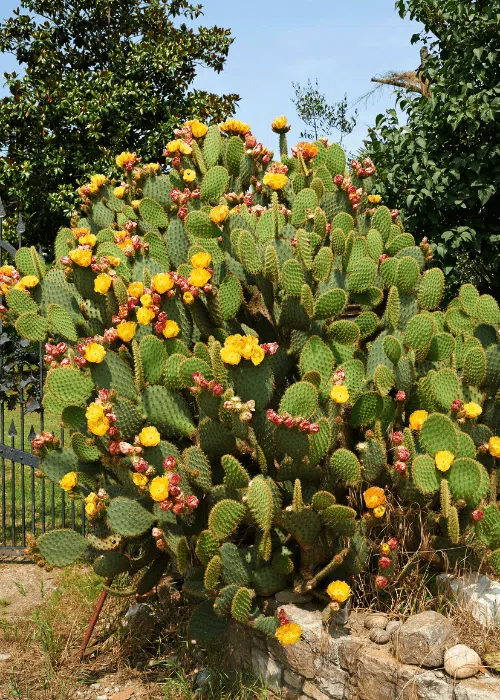 Plantas de exterior resistentes para terrazas - Pur Plant