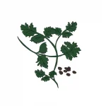 Semillas de Cilantro