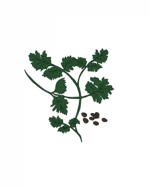 Semillas de Cilantro