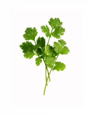cilantrosemillasorganicas
