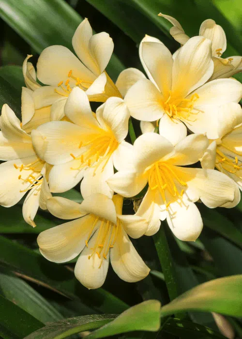 clivia-amarilla-facildecuidar