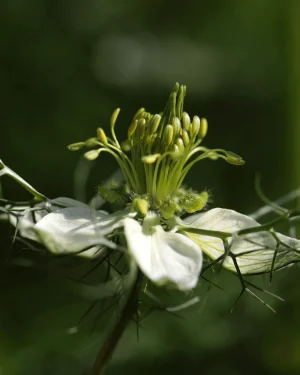 comino-flor