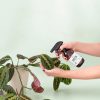 green-spray-hojasamarillas-planta