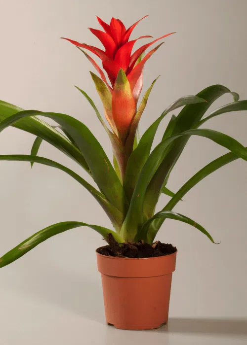 guzmania-facildecuidar