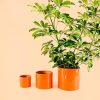 maceta-naranja-l-planta