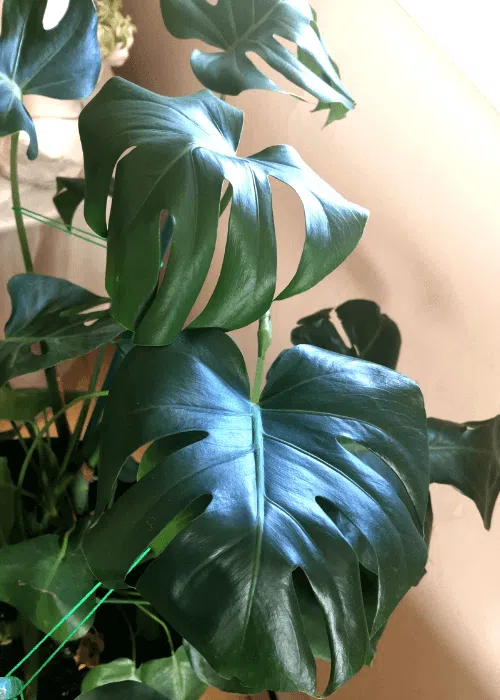 monstera-hoja- caida